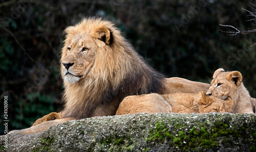 Lion and lion cubs. Latin name - Panthera leo