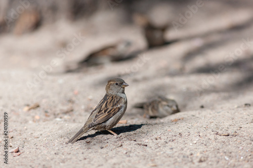 sparrows on sand