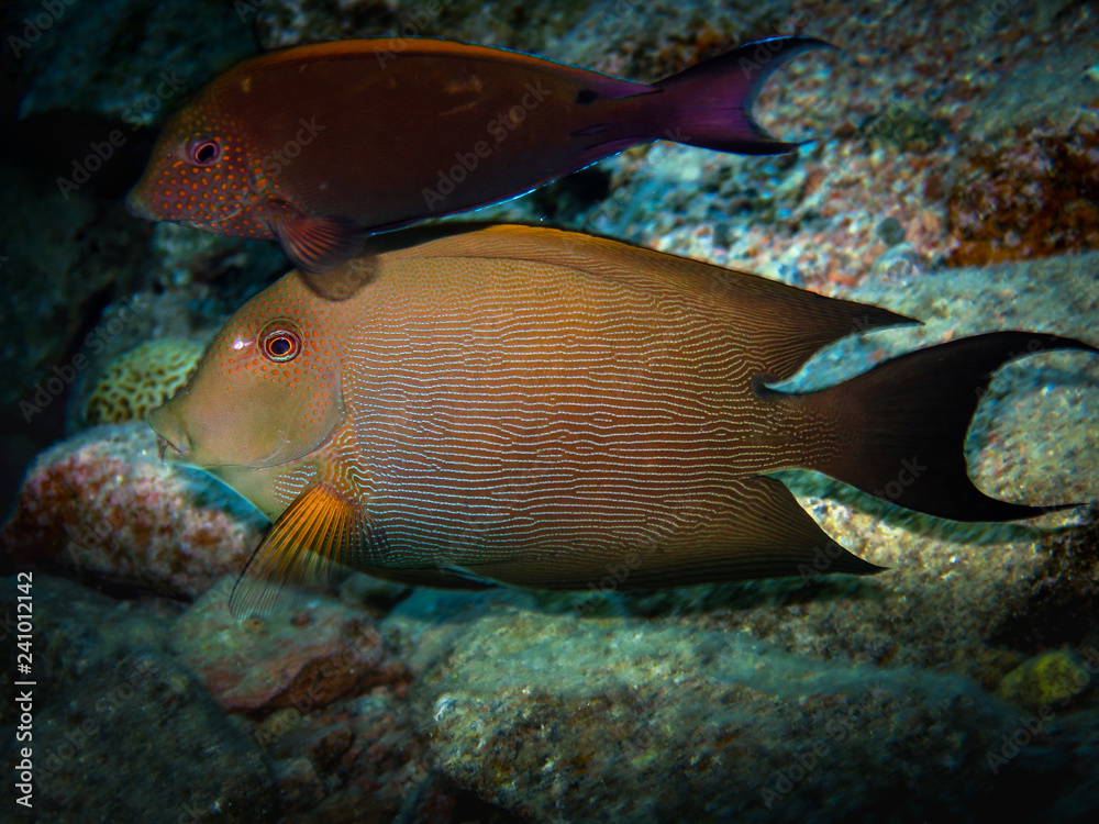 Coral reef fish Coral reef fish