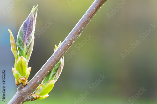 Lilac (Syringa x henryi) budding leaves in spring. photo