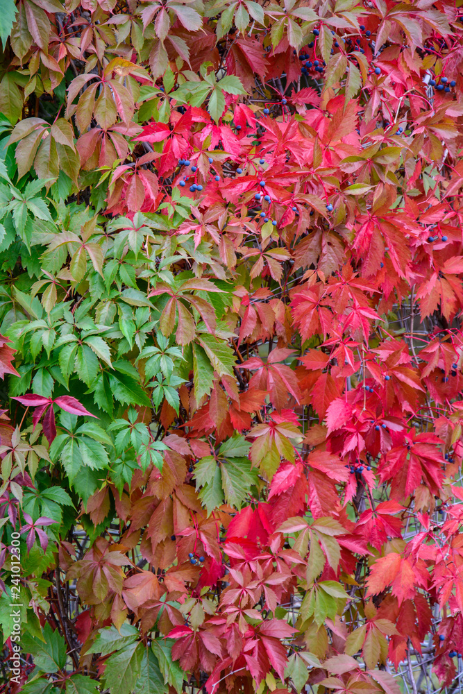 Plant texture with bright green and purple leaves for background