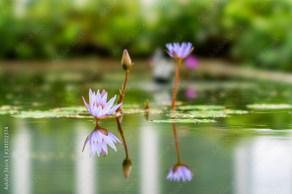 Lotus plant located in Bandung, Indonesia Lotus plant located in Bandung, Indonesia