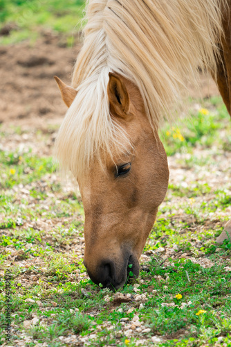 Fototapeta Naklejka Na Ścianę i Meble -  yellow horse on the farm