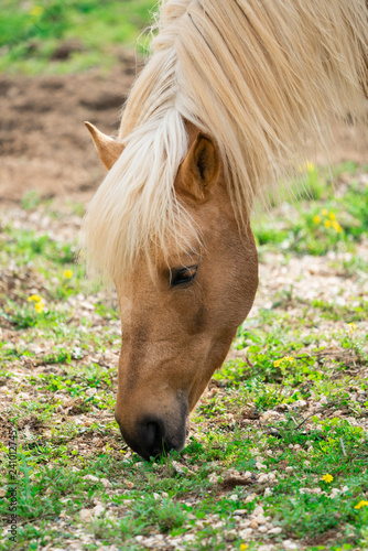 Fototapeta Naklejka Na Ścianę i Meble -  yellow horse on the farm