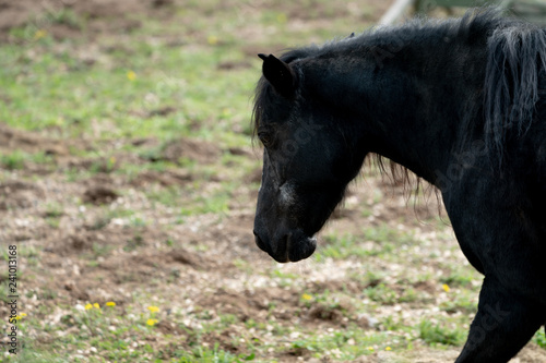 Fototapeta Naklejka Na Ścianę i Meble -  black young horse
