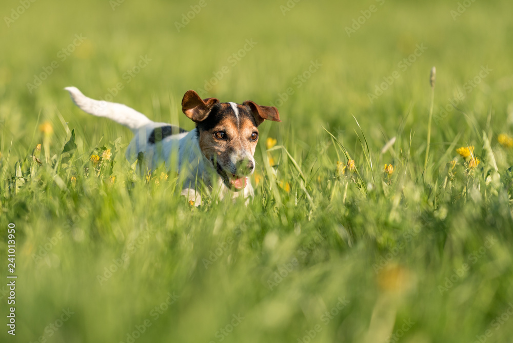 Funny Jack Russell Terrier dog run in a green blooming meadow
