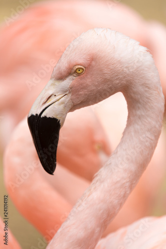 Head and neck of Chilean Flamingo (Phoenicopterus chilensis). San Francisco Zoo, California, USA.