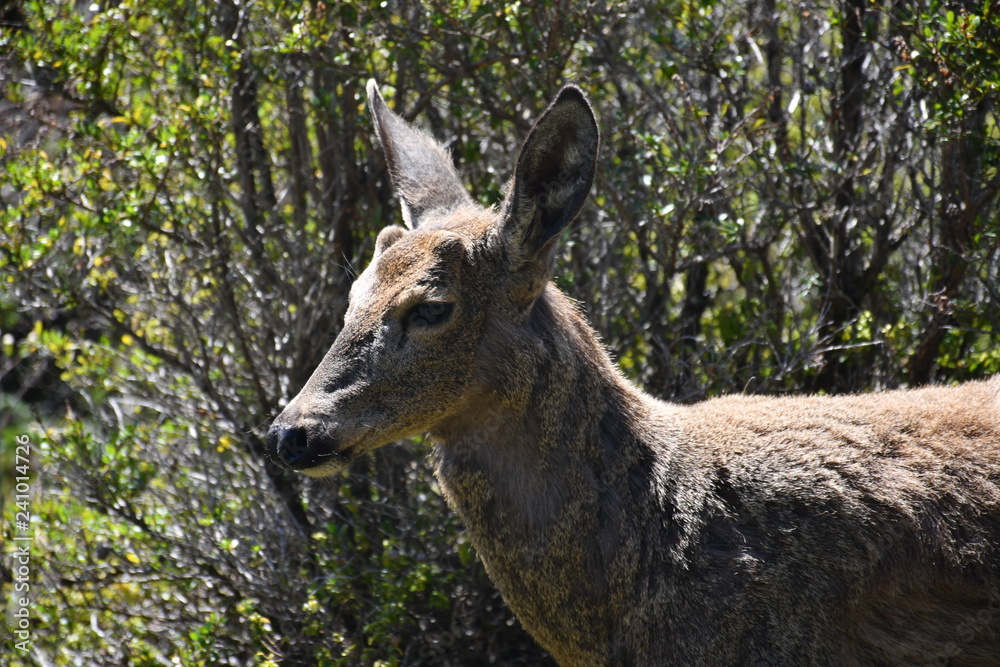 Huemul