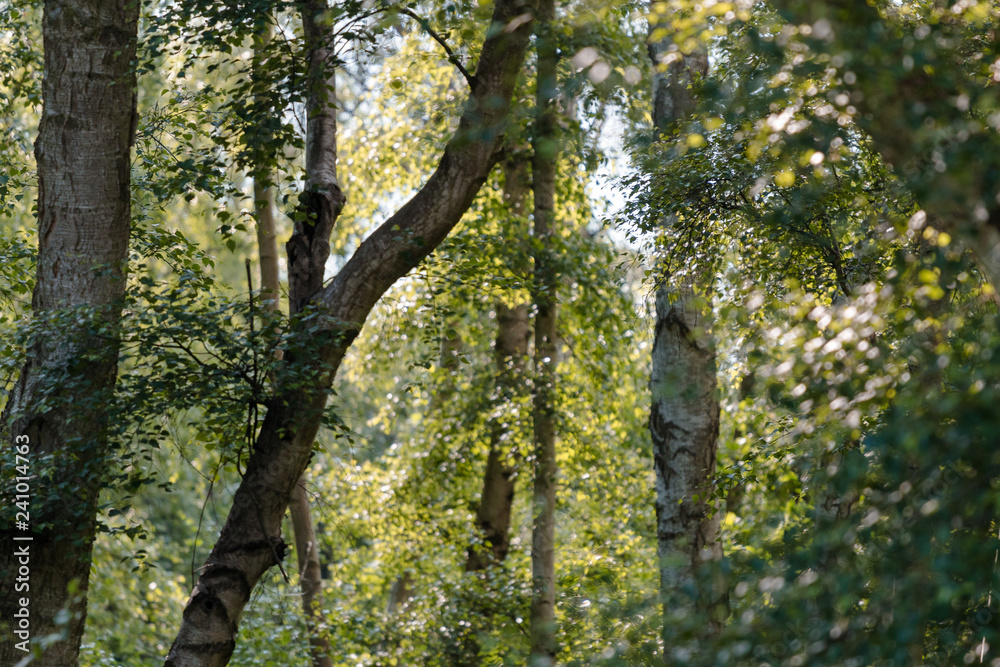 Fototapeta premium Thick Forest Leaves With Tree Trunk