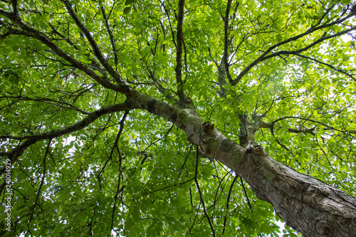 follaje, tronco y ramas de un nogal a contraluz visto desde abajo