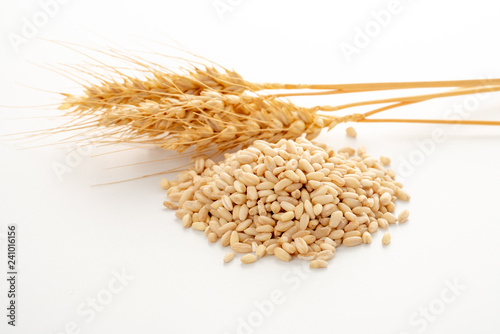 wheat spike and grains 