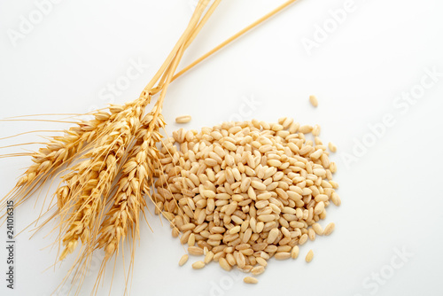 wheat spike and grains 