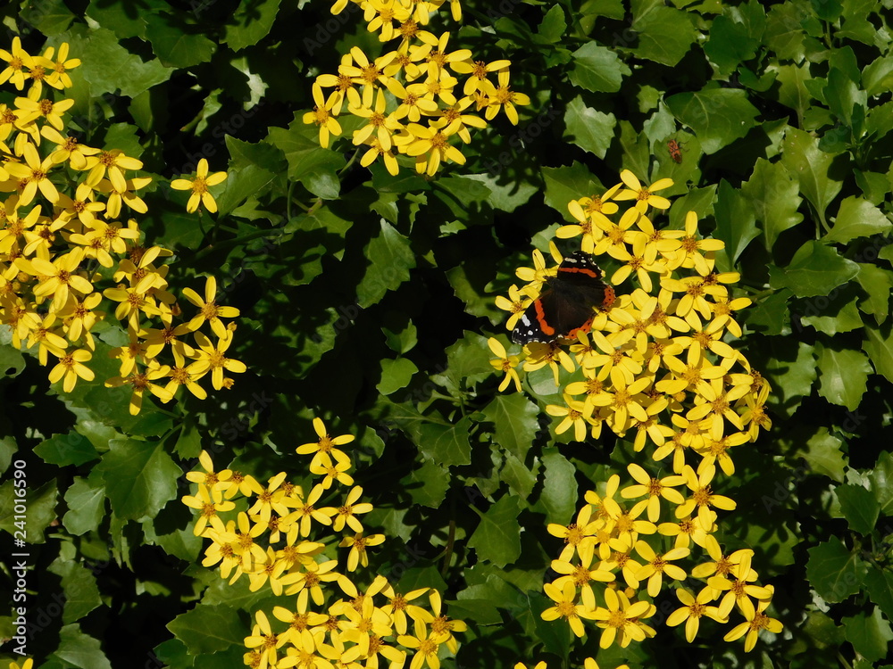 Creeping groundsel, or Senecio angulatus, yellow flowers, Red admiral, or  Vanessa atalanta butterfly,and honey bee, or apis mellifera Stock Photo |  Adobe Stock