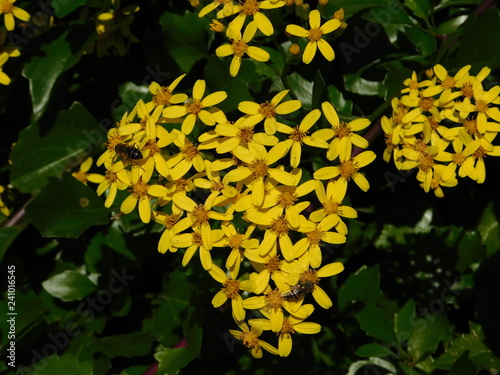 Creeping groundsel, or Senecio angulatus, yellow flowers, and honey bees, or apis mellifera