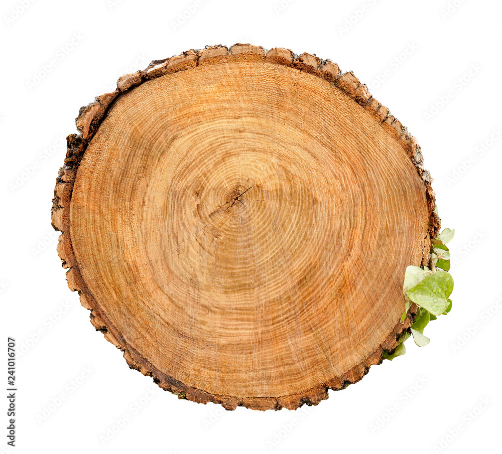 Large circular piece of wood cross section with tree ring texture pattern and cracks isolated on white background. Rough organic edges of bark. Large circular piece of wood cross section with tree ring texture pattern and cracks isolated on white background. Rough organic edges of bark.