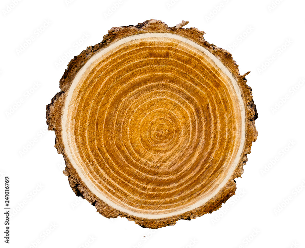Large circular piece of wood cross section with tree ring texture pattern and cracks isolated on white background. Rough organic edges of bark. Large circular piece of wood cross section with tree ring texture pattern and cracks isolated on white background. Rough organic edges of bark.