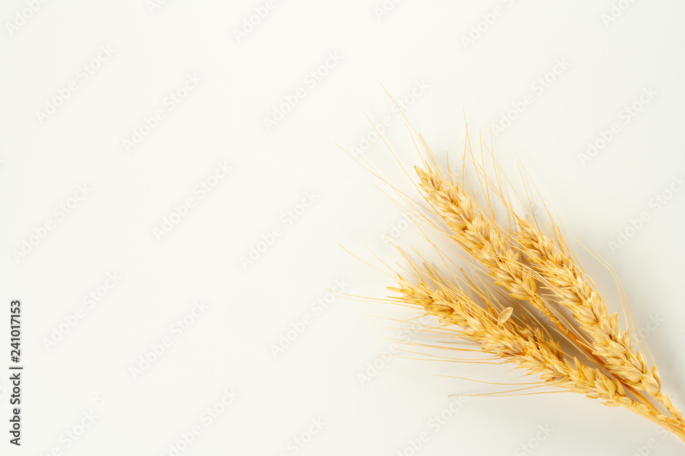 Obraz premium wheat spike and grains 
