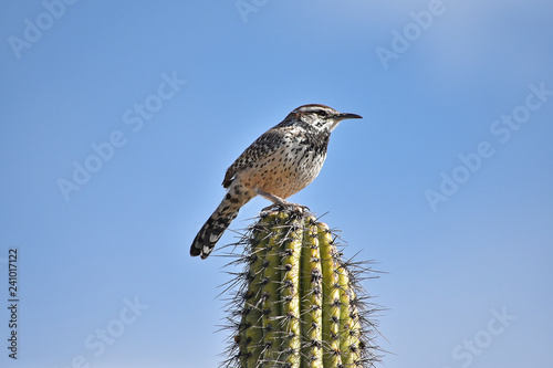 Photography Cactus Wren