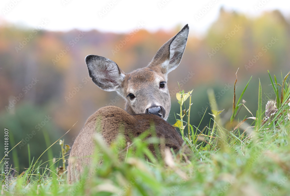 Fototapeta premium deer resting in grass during autumn