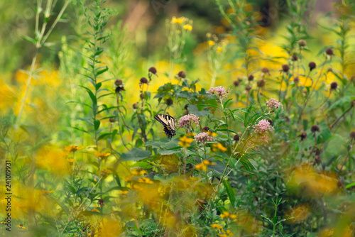 yellow swallowtail butterfly in a field of wildflowers