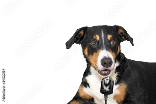 Appenzeller mountain dog isolated on white background singing with microphone