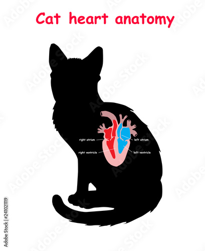 Cat heart anatomy on black dog silhouette with shadow isolated. Part of the mammal heart. Anatomy of pet heart illustration. Education vector illustration.