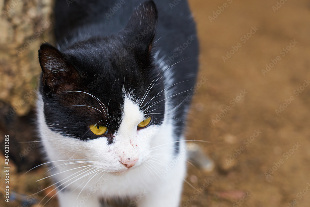Cat living on the street. Copy space. Cat living on the street. Copy space.
