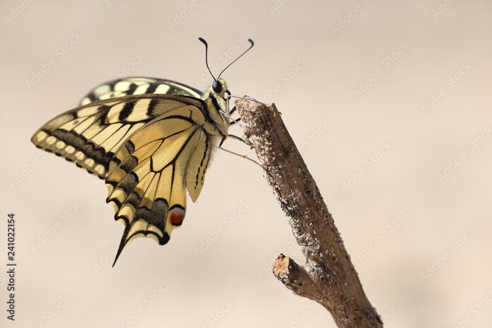 Motyl Paź Królowej