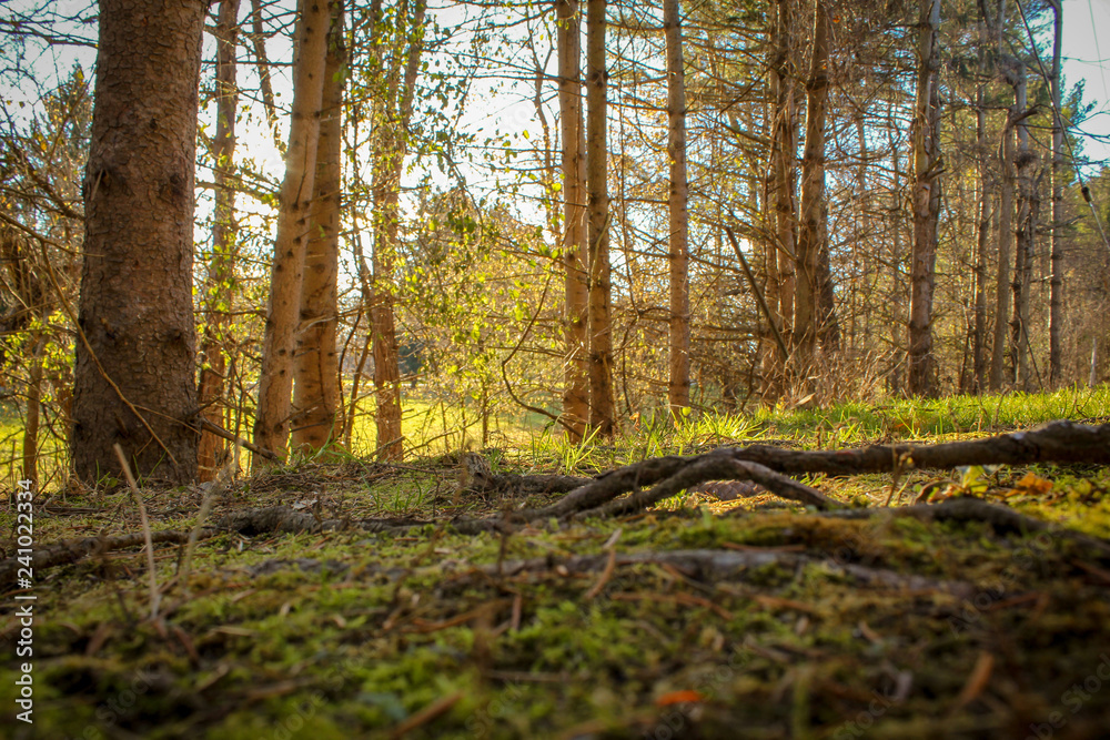 sun in the tress