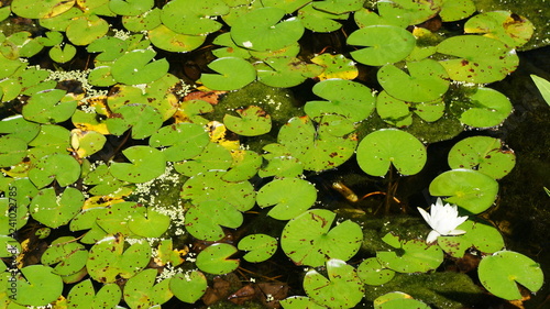Water garden / Lotus pond