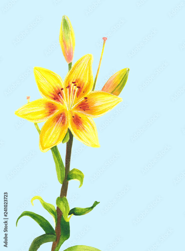 Yellow lily flower. Watercolor painting. Botanical realistic art. Hand drawn floral illustration isolated on light blue background. Beautiful day-lily.