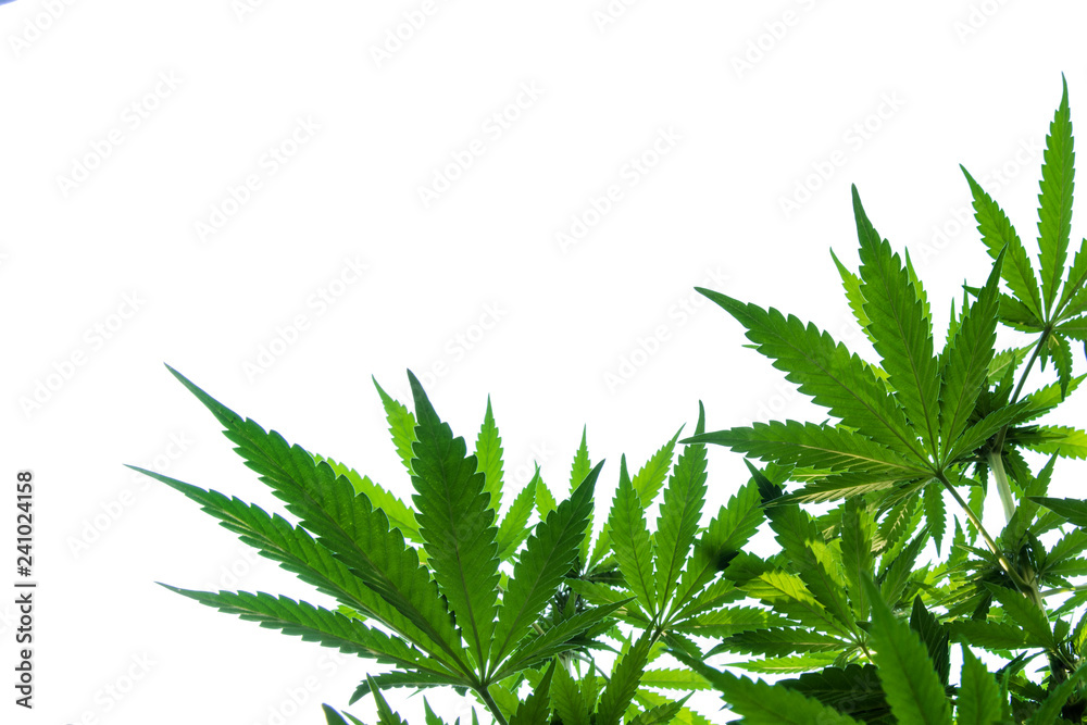 Photography Marijuana plant