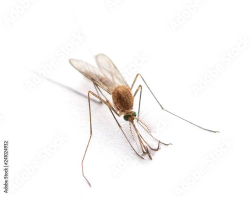 Supermacro of Mosquito isolated on white.