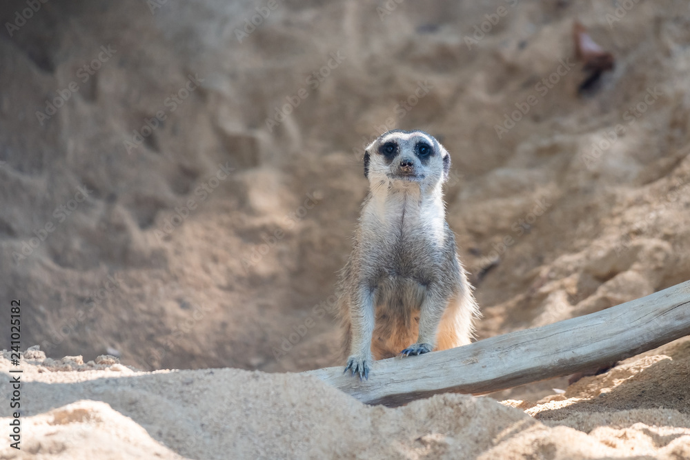Fototapeta premium Suricate