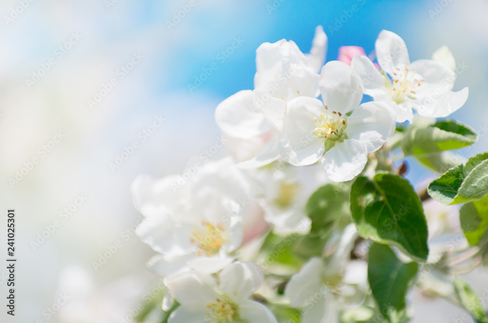 Spring Apple Blossom over blue sky. Spring Apple Blossom over blue sky.