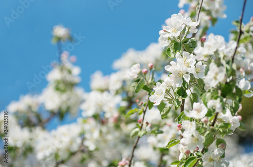 Spring Apple Blossom over blue sky.