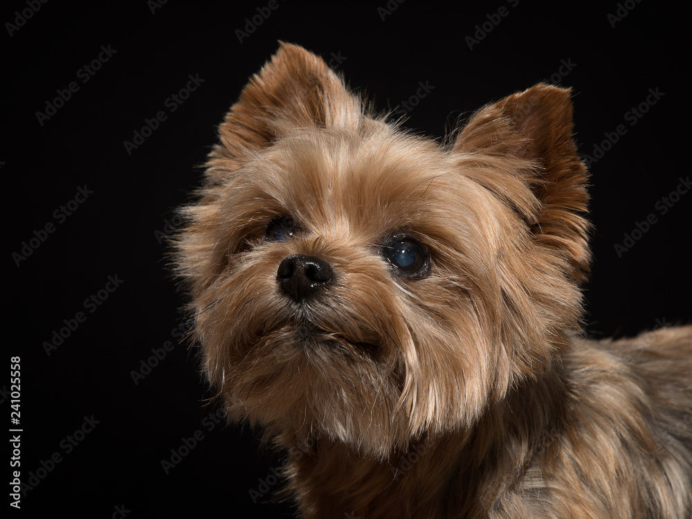 Yorkshire Terrier vor schwarzem Hintergrund Yorkshire Terrier vor schwarzem Hintergrund