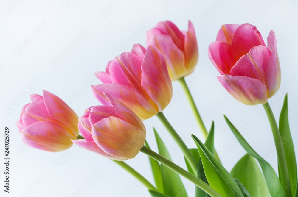 Pink tulip on white background.