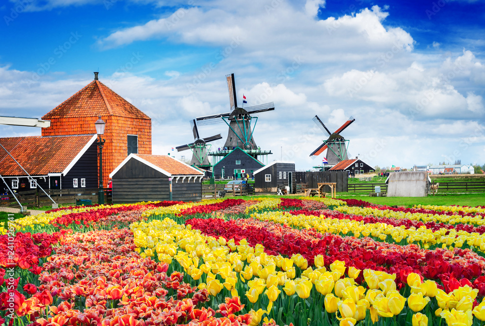 Dutch wind mills - obrazy, fototapety, plakaty 