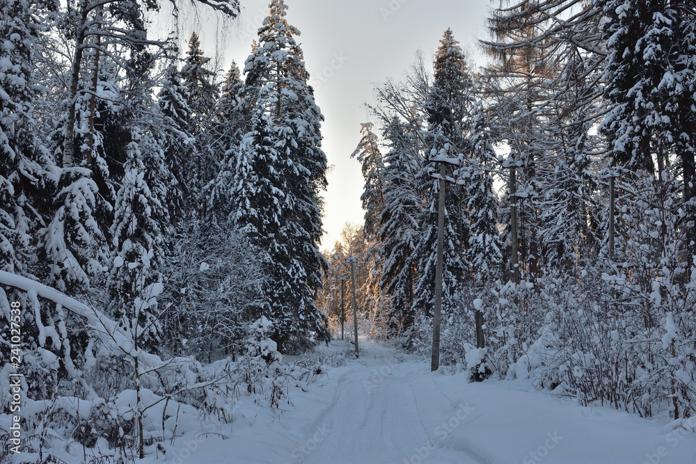 Fototapeta premium forest in winter