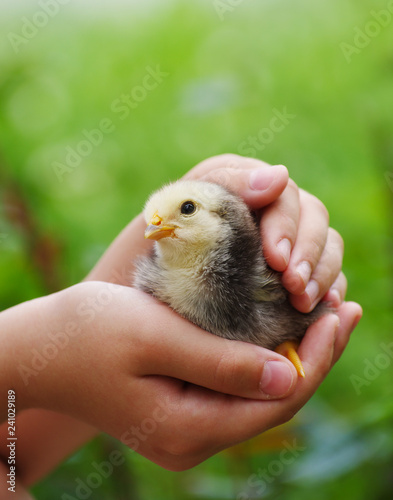 The child holds a chick in his hands.