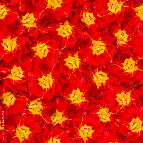 Seamless floral pattern. Chaotic arrangement of flowers. Parrot tulip flower.