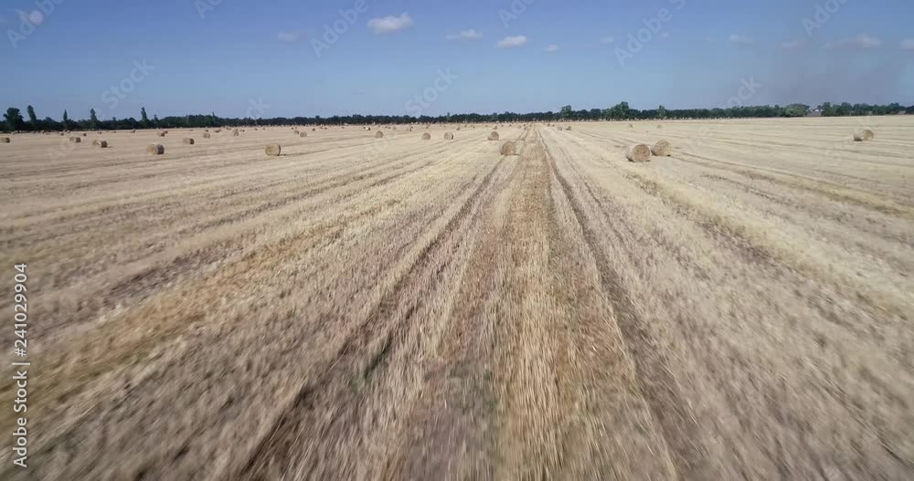 harvested field. Wheat fields harvested field. Wheat fields