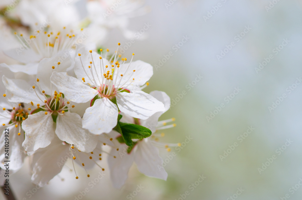 white cherry tree flower in spring