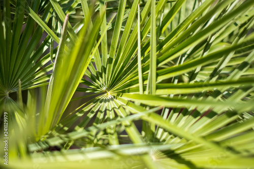 beautiful palm leaves