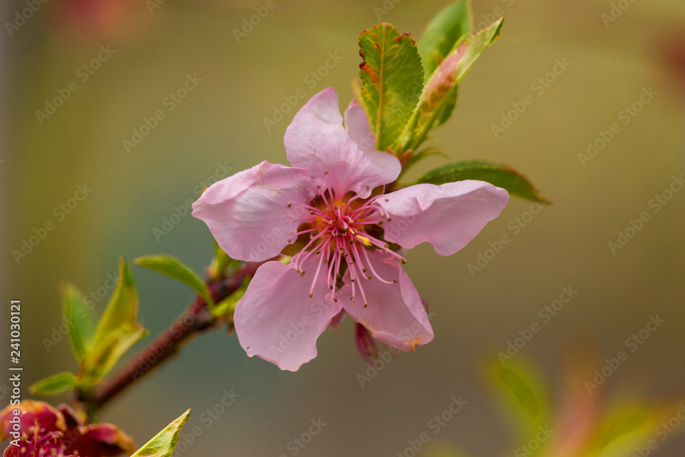 peach flowers pink leaves in sping season