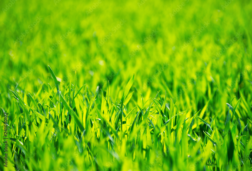 Fototapeta premium Green grass texture from a field
