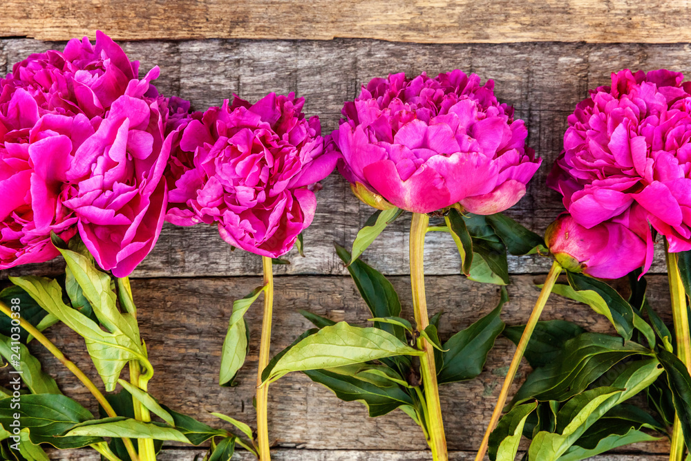 Floral frame with fresh blooming pink magenta peony flowers bouquet on old shabby rustic wooden background, copyspace. Spring or summer in garden, eco, colorful nature, ecology concept