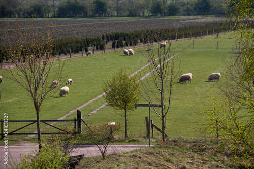 weitblick einer schafherde auf der weide fressend in niederlangen emsland deutschland fotografiert während eines spaziergangs in der natur in farbe