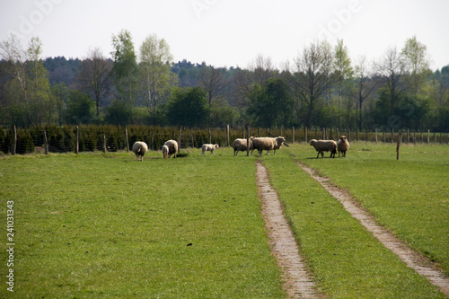 weitblick einer schafherde auf der weide fressend in niederlangen emsland deutschland fotografiert während eines spaziergangs in der natur in farbe